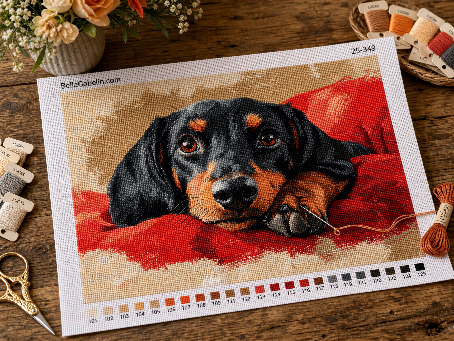 Dackel Porträt, Dackel Hund – 25-349