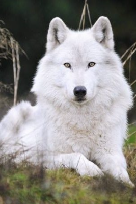 Weißer Wolf