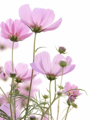 Kosmosblume