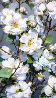 Die Blüten des Jasminstrauchs