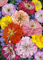 Bunte Blumen