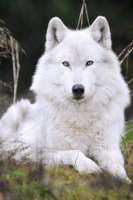 Weißer Wolf