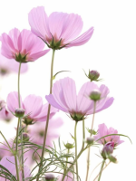 Kosmosblume