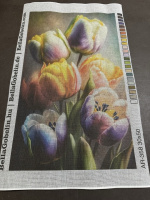 Tulpen